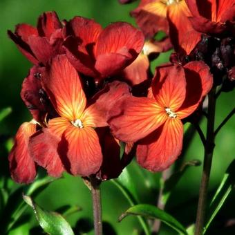 Erysimum cheiri 'Fire King'