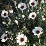 Rhodanthemum 'Casablanca' - Marokkaanse margriet