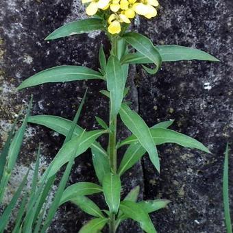 Erysimum x allionii