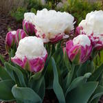 Tulipa 'Ice Cream' - Tulp