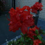 Rhododendron 'Gibraltar' - Rododendron, Azalea