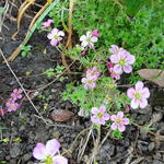 Saxifraga x arendsii 'Carpet Pink' - Mossteenbreek