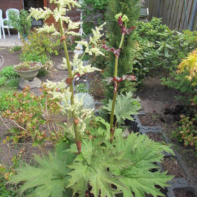 Russische rabarber - Rheum palmatum var. tanguticum