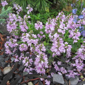 Veronica prostrata 'Mrs. Holt'