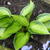 Hosta 'Justine'