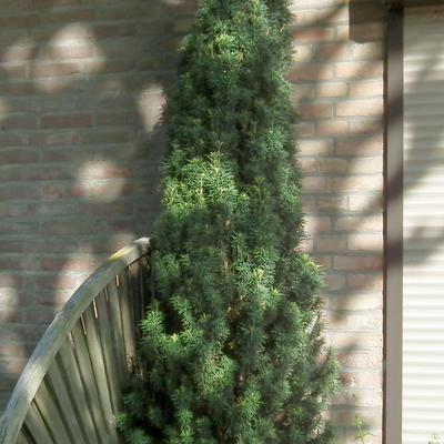 Venijnboom - Taxus baccata 'Fastigiata Robusta'