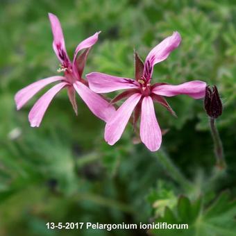 Pelargonium ionidiflorum