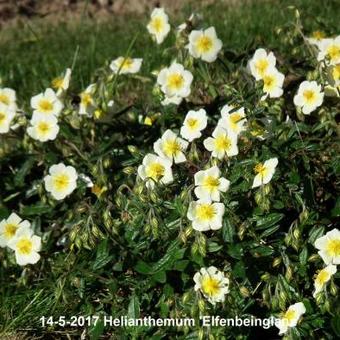 Helianthemum 'Elfenbeinglanz'