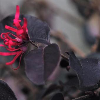 Loropetalum chinense 'Black Pearl'