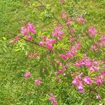 Indigofera himalayensis 'Silk Road' - Indigostruik