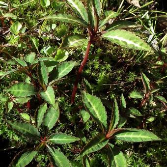 Impatiens omeiana