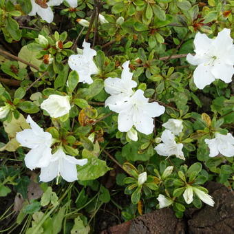 Rhododendron 'Pleasant White'