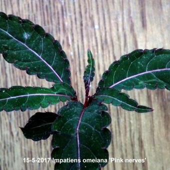 Impatiens omeiana 'Pink nerves'