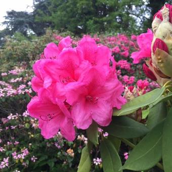 Rhododendron 'Anna Rose Whitney'