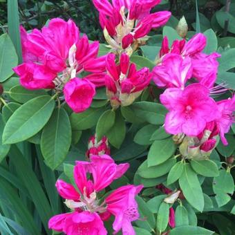 Rhododendron 'Anna Rose Whitney'