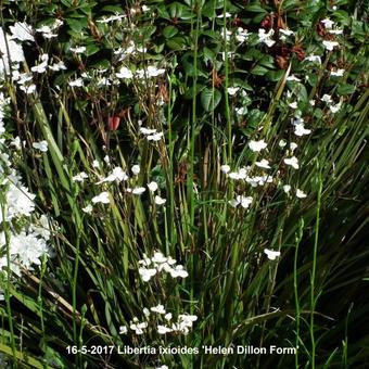 Libertia ixioides 'Helen Dillon Form'