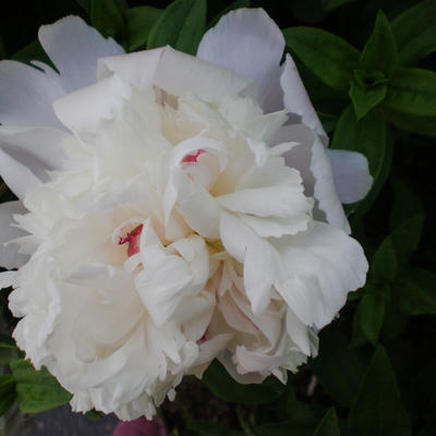 Boerenpioen - Paeonia officinalis 'Alba Plena'