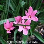 X Rhodoxis Fairytale - Sterretjesgras