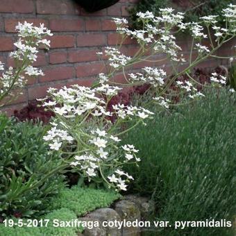 Saxifraga cotyledon var. pyramidalis