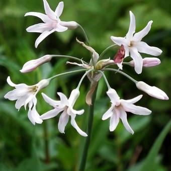 Tulbaghia violacea 'Alba'