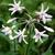 Tulbaghia violacea 'Alba'