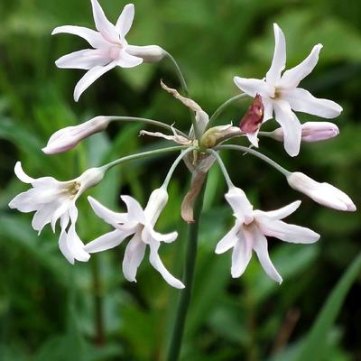 Tulbaghia violacea 'Alba' - Moeraslook, kaapse knoflook, Knobi Flirt