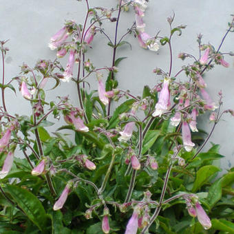 Penstemon hirsutus 'Pygmaeus'