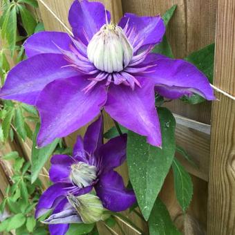 Clematis 'Multi Blue'