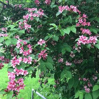 Weigela 'Bristol Ruby'