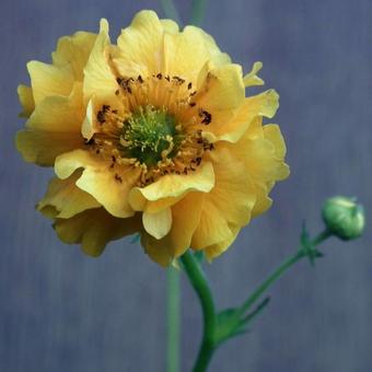 Geum chiloense 'Lady Stratheden'