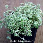 Sedum 'Little Missy' - Vetkruid