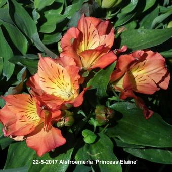 Alstroemeria 'PRINCESS Elaine'