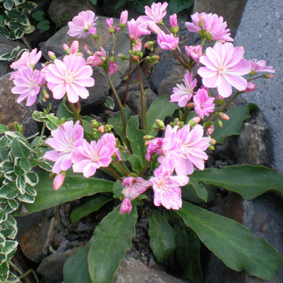 Lewisia cotyledon - Bitterkruid