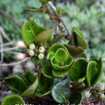 Lonicera crassifolia 'Little Honey'