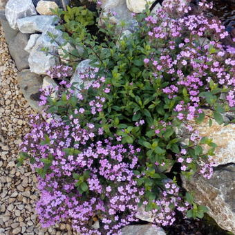 Saponaria 'Bressingham'