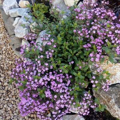 Zeepkruid - Saponaria 'Bressingham'