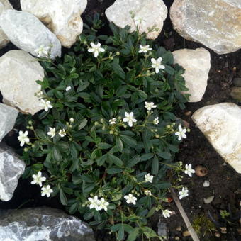 Potentilla tridentata 'Nuuk'