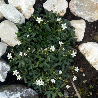 Ganzerik, vijfvingerkruid - Potentilla tridentata 'Nuuk'