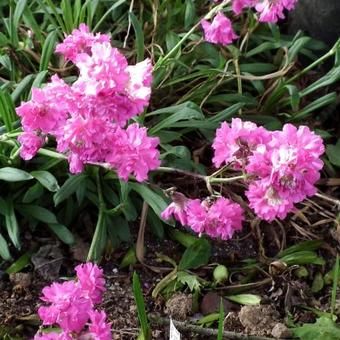 Lychnis viscaria 'Plena'