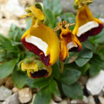 Calceolaria 'Walter Shrimpton'