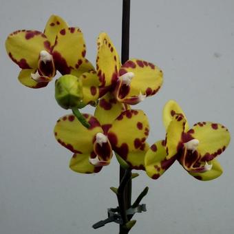 Phalaenopsis