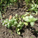 Lamium maculatum  'Album'  - Gevlekte dovenetel