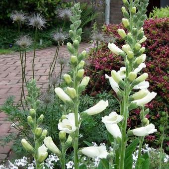 Digitalis purpurea 'Alba'