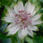 Zeeuws knoopje - Astrantia major