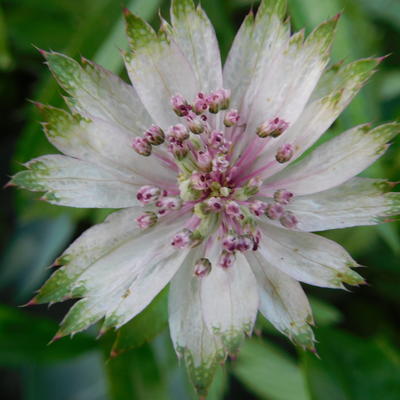 Astrantia major - Zeeuws knoopje