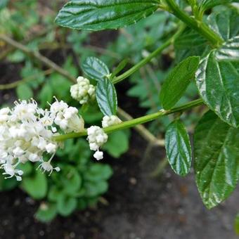 Ceanothus thyrsiflorus 'Millerton Point'