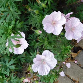 Geranium sanguineum var. striatum