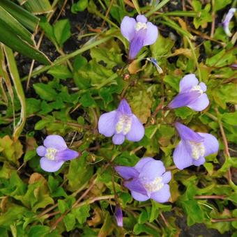 Mazus reptans