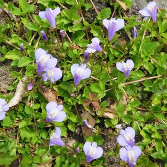 Mazus reptans