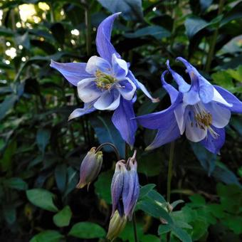 Aquilegia vulgaris